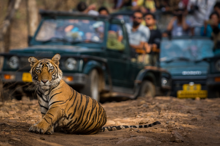 Tigers in Ranthambore National Park