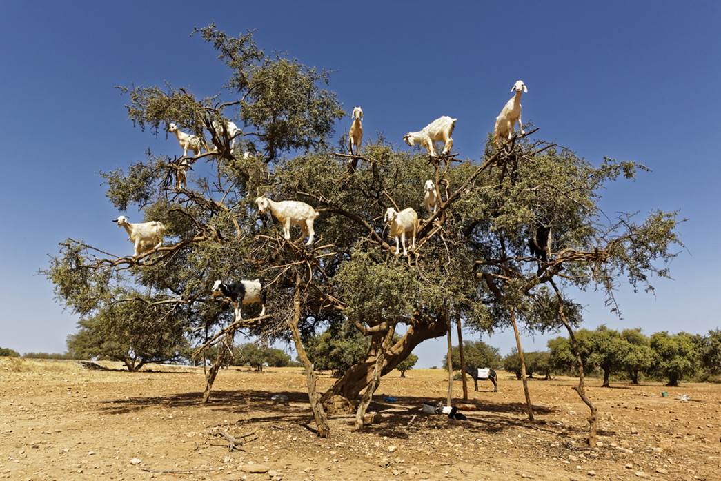 Tree-climbing goats in Morocco