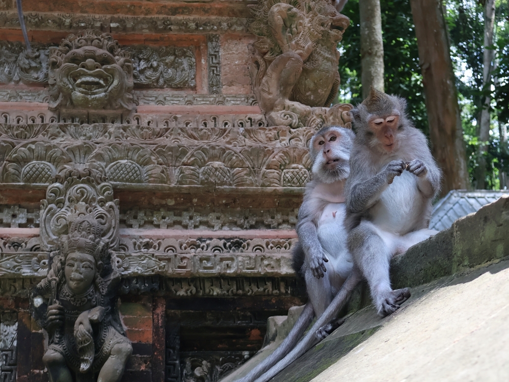 Long-tailed macaques in Bali's Sacred Monkey Forest Sanctuary
