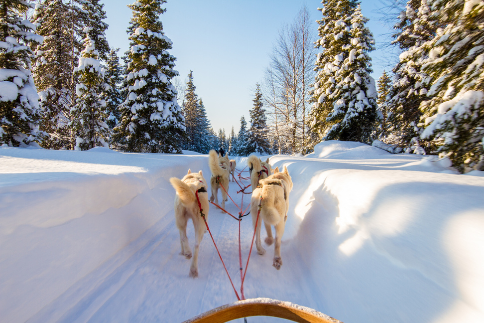 Arctic sled dogs through snow-covered forests in Finland