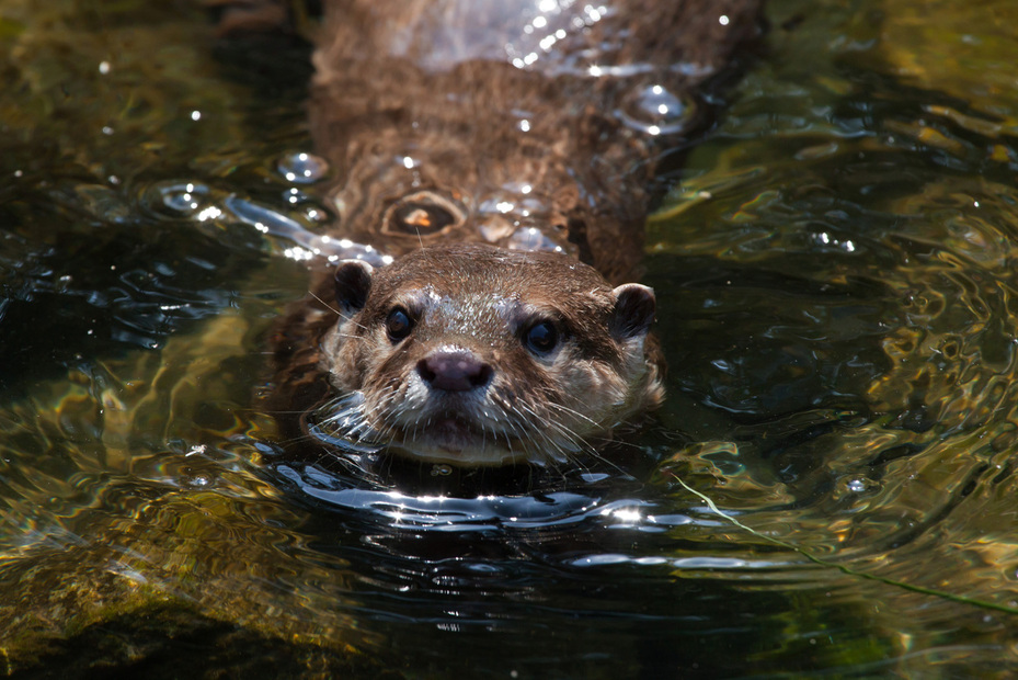 Otters, dubbed 'water rats' by Singaporeans