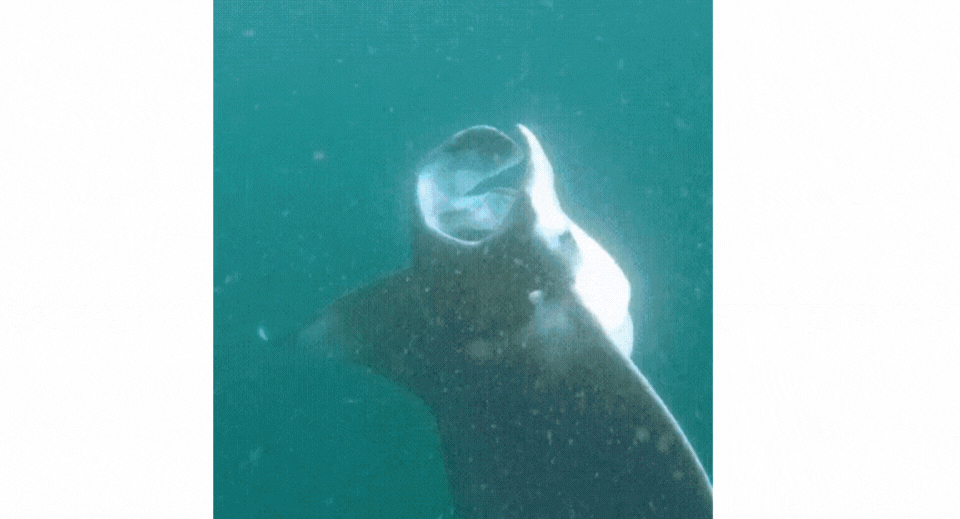 Dive with manta rays in Maldives