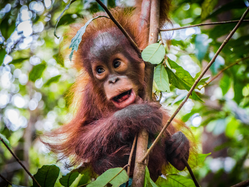 Orangutan